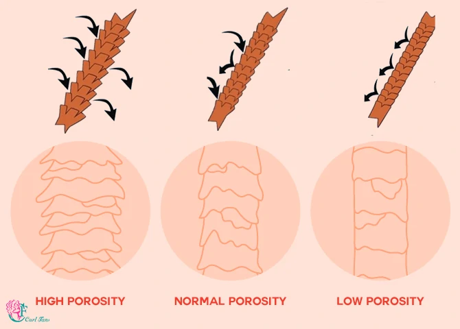 Details more than 136 low porosity hair characteristics best