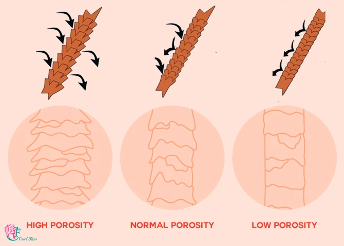 Hair Porosity